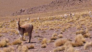 Vicunas in the desert