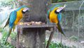 Macaws at the wildlife conservation park