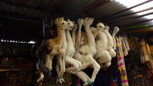 Dead dried llamas ready for an offering at the Witches' Market