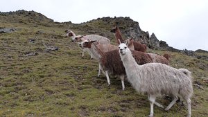 Llamas on the Lares Trail