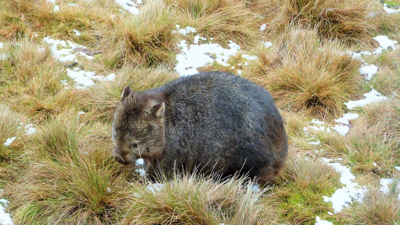 Can't see too many wombat photos!