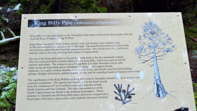 King Billy is a tree it turns out