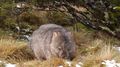 I didn't get sick of seeing wombats