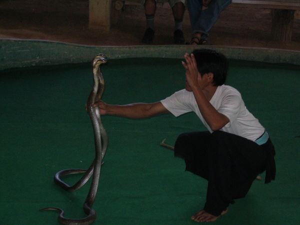 snake show