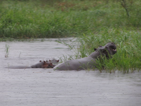 hippos on the Zambezi