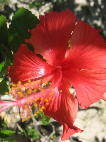 Fiji Flower