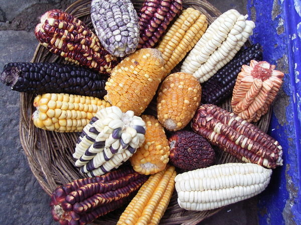 The corn of Peru