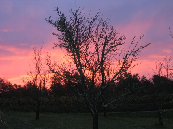 Sunset on a Plum Tree