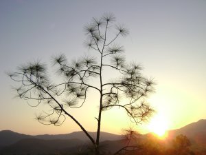 Sunset at the Canyon, Pai