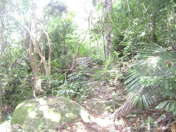 Walking through the jungle,Tioman Island