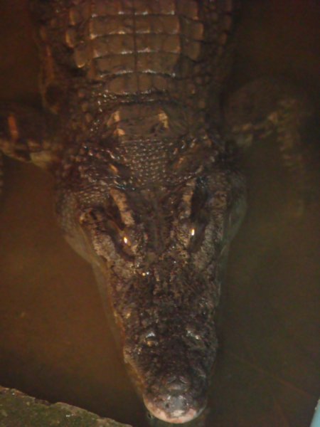 Remaining Croc