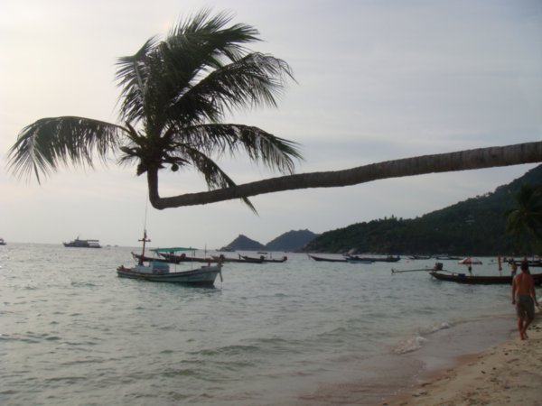 Koh Tao - this is a real palm!