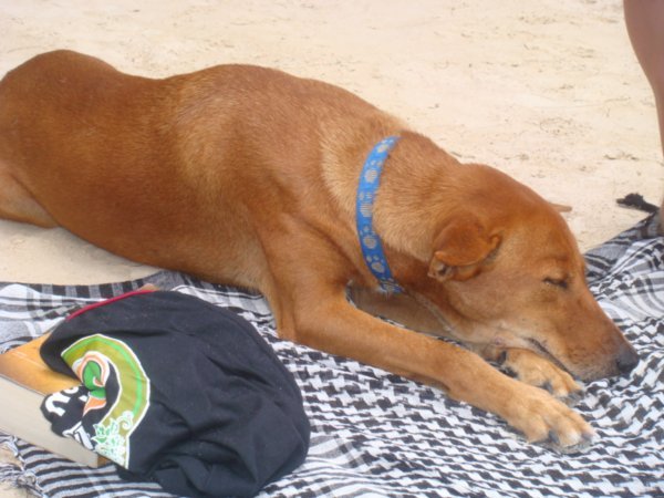 Basil the guesthouse dog in Koh Tao