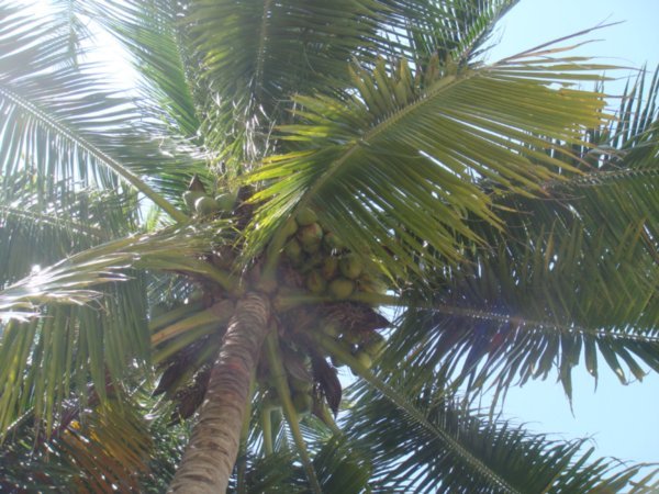 View above me - bad move coconuts above!