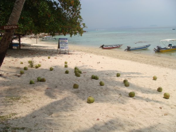 Fallen Coconuts