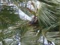 Man climbed to collect or drop coconuts