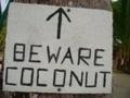 Beware of falling Coconuts it should say!