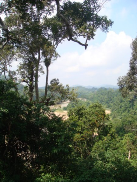 View on Canopy Walk