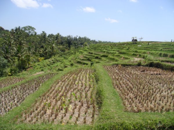 Rice Fields - Ubud