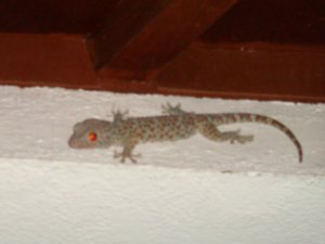 Gary - Gecko