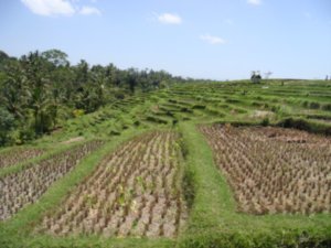 Rice Fields - Ubud