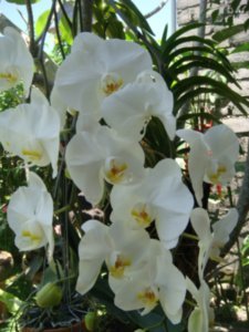 Orchids - Ubud