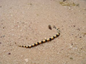 Small Sea Snake