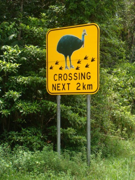 Cassowary Warning Sign