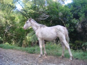 Wild Horse onthe road at the Lake Waikaremoana