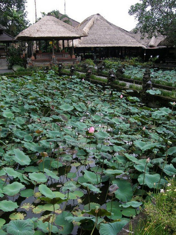 Lotus Pond, Lotus Temple, Ubud, Bali