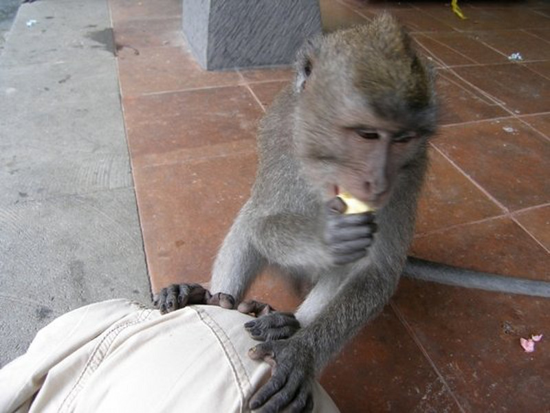 Monkey Temple, Ubud 3