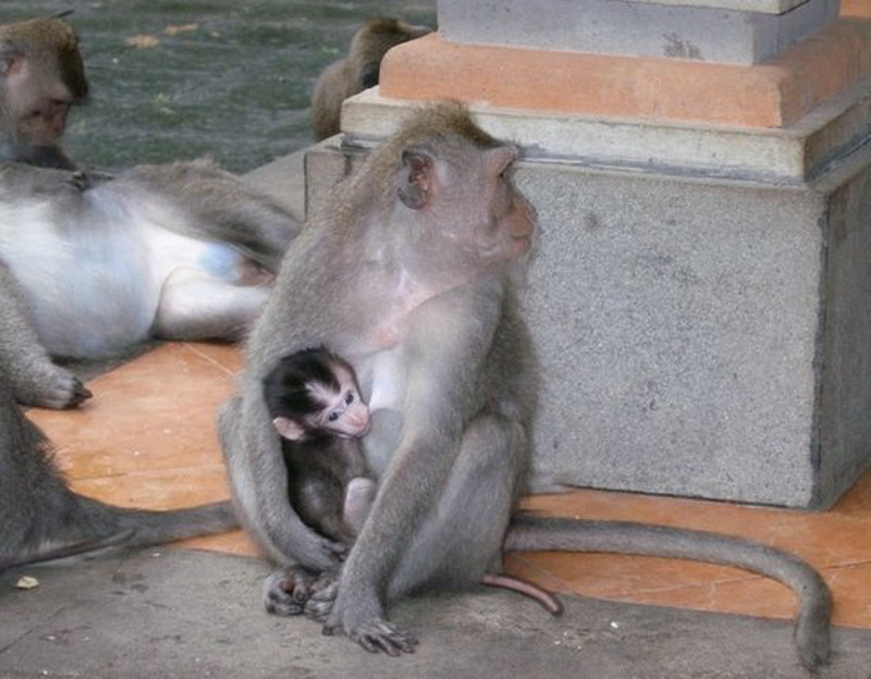 Monkey Temple, Ubud 4