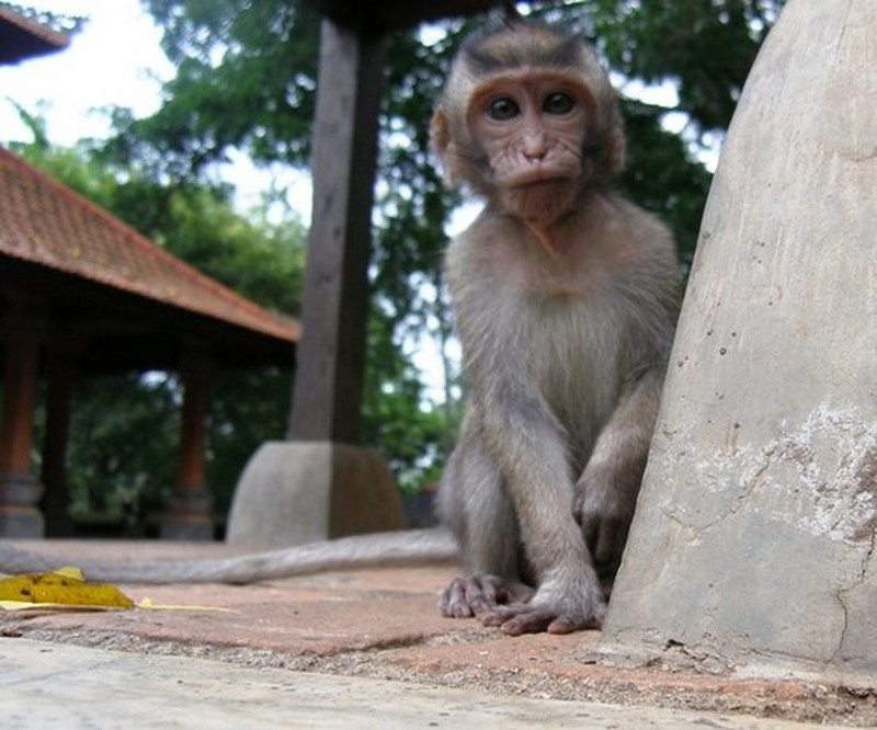 Monkey Temple, Ubud set 10