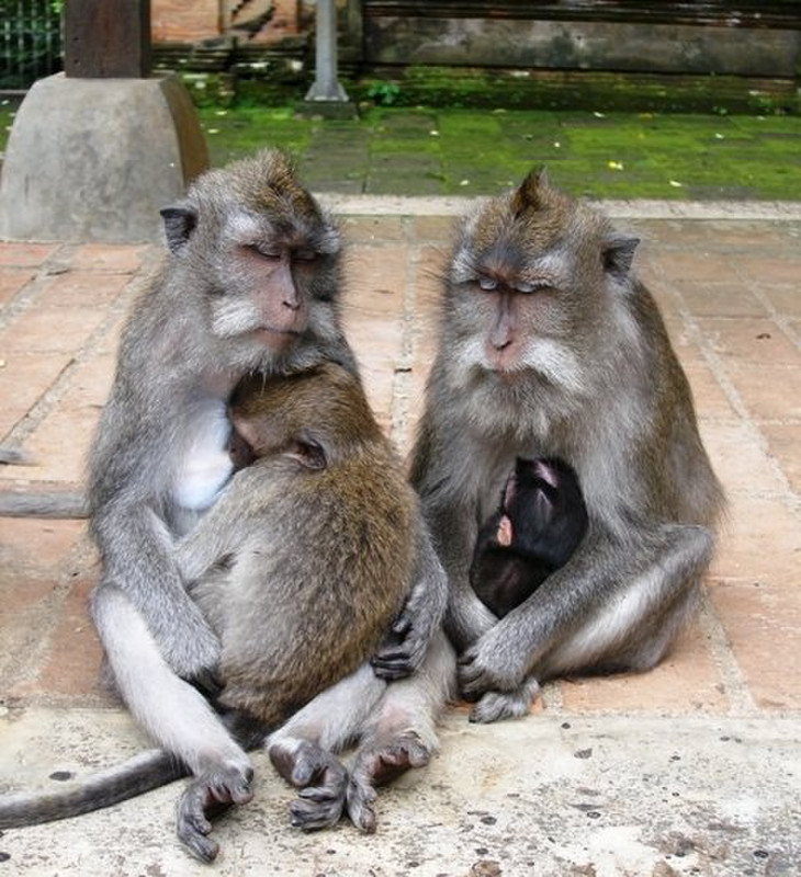 Monkey Temple, Ubud set 11