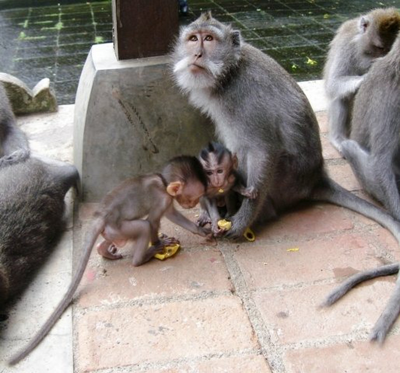 Monkey Temple, Ubud set 14