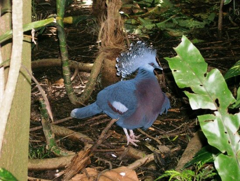 Bali Bird Park - Beautiful Blue Bird