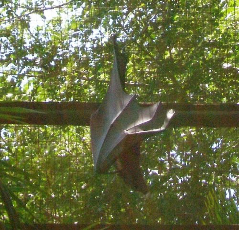Bali Bird Park - Huge freaking Bat