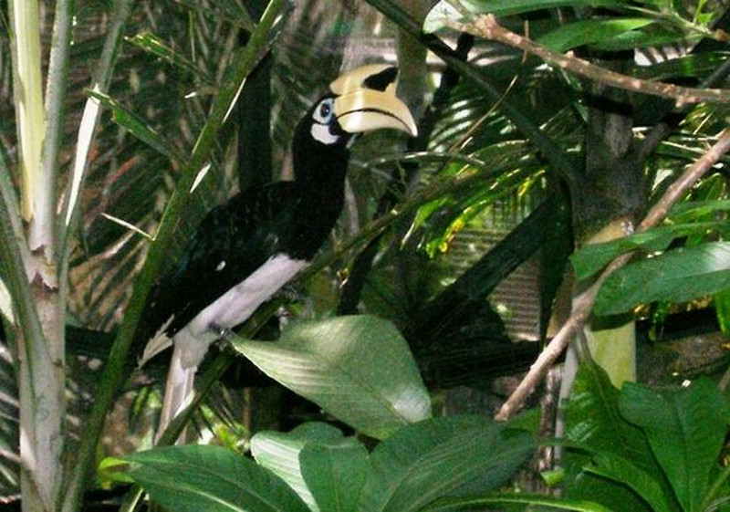 Bali Bird Park - Mr. Toucan