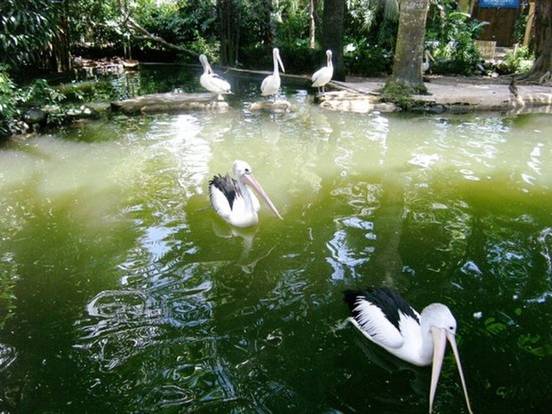 Bali Bird Park - Pelicans