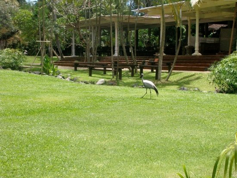 Bali Bird Park - Roaming free