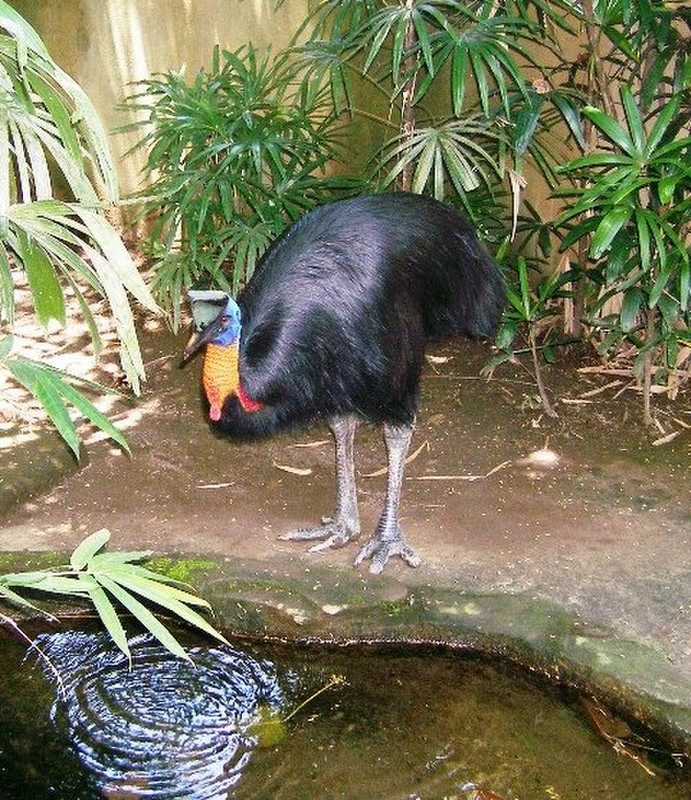 Bali Bird Park - What is this thing?