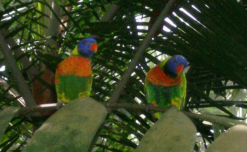 Bali Bird Park - Yeah, we blend...