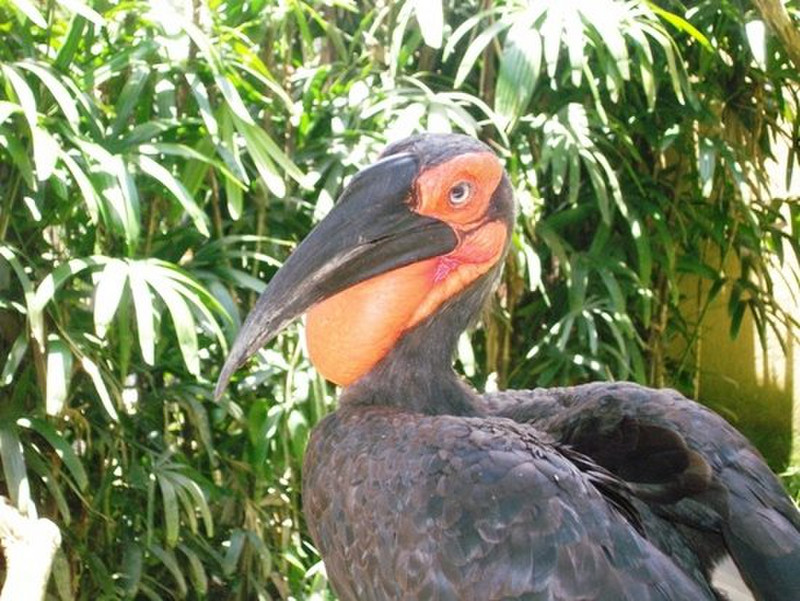 Bali Bird Park - You lookin at me?