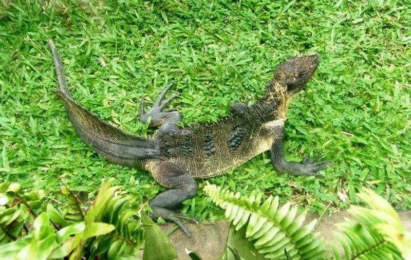 Bali Reptile Park - Can you say Jurrasic Park?