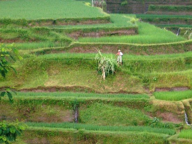 Bali Rice Farmer tending to his crops