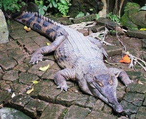 Bali Reptile Park - Doesn&#39;t he look fake?