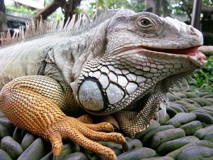 Bali Reptile Park - Reptiles Eye View