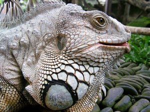 Bali Reptile Park - sclaes up close