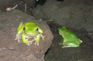 Bali Reptile Park - Tree frogs