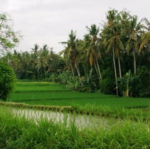 Bali Roadside Rice Patties